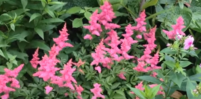 Красавица астильба