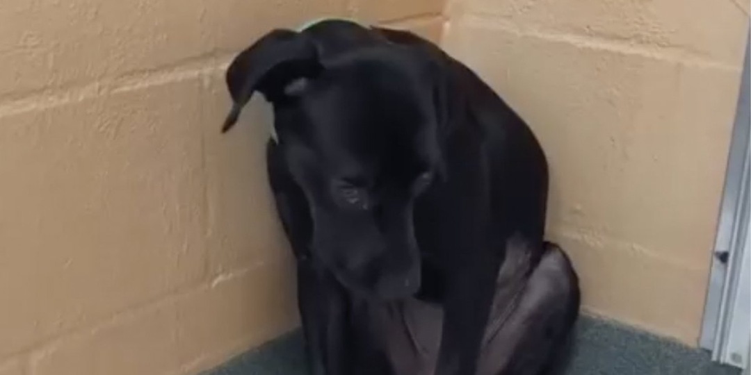 Самая напуганная собака доказала — ей просто нужна любовь