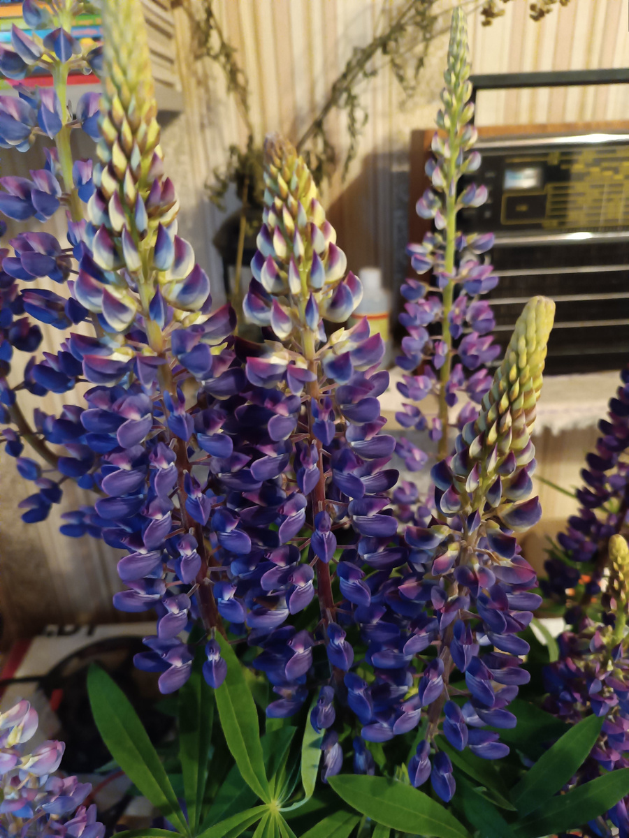 Первые люпины