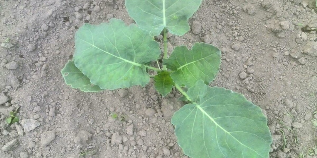 Капуста. Поливаю капусту этим раствором в начале роста. Первая важная подкормка