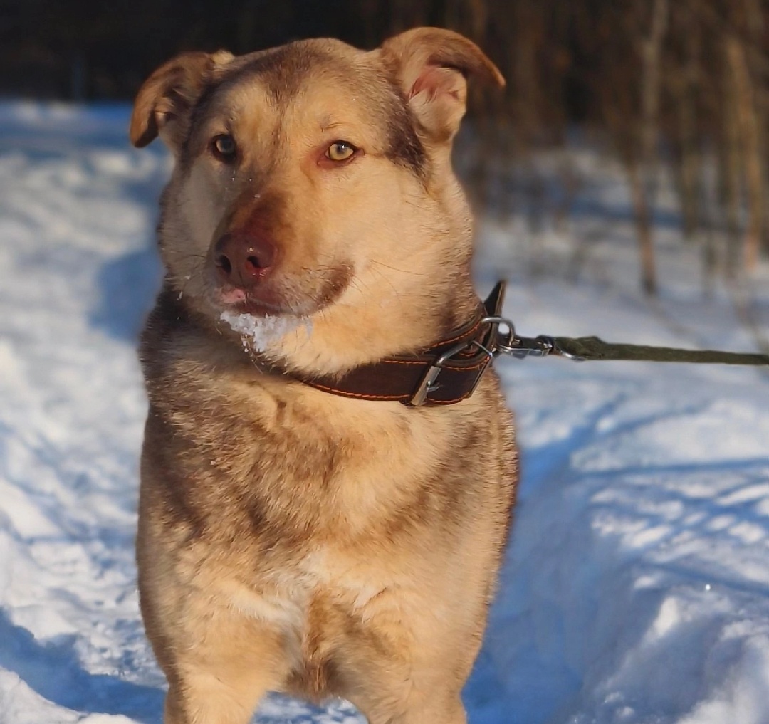 Красавец Фокс с янтарными глазами