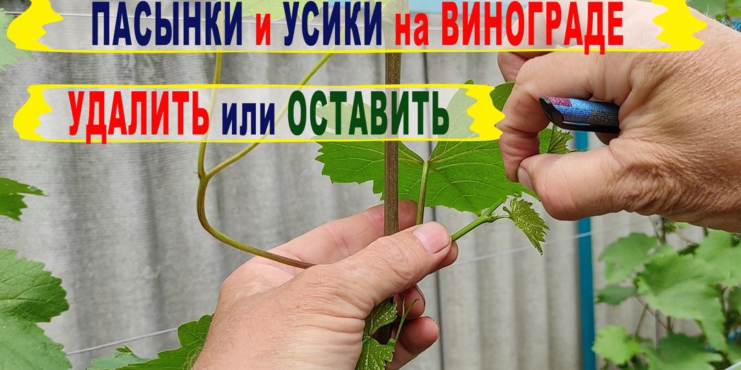 Даже не думай удалять все пасынки на винограде полностью. Как правильно поступить с пасынками и усиками.