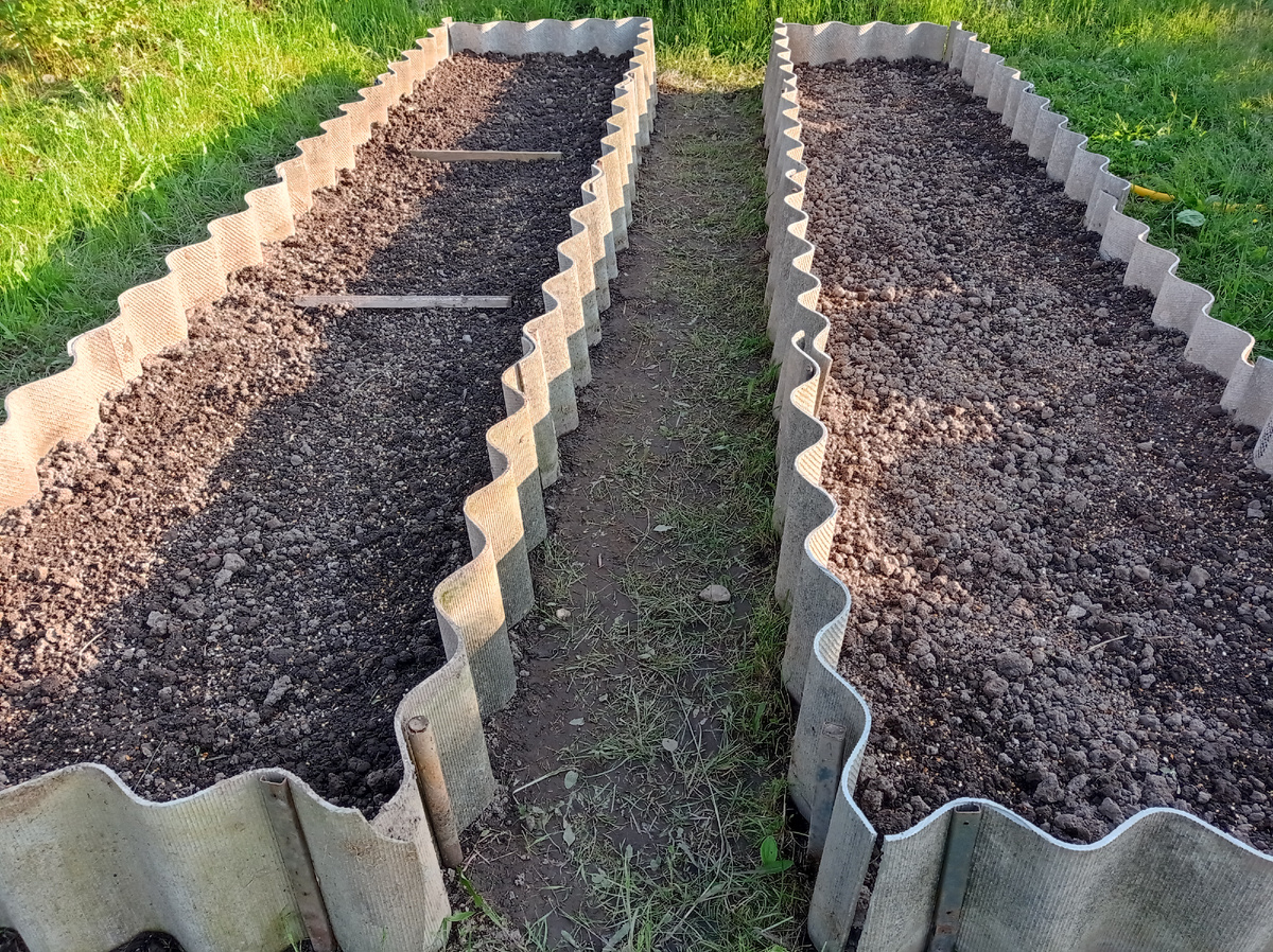 Это грядочки с луками и яровым чесноком