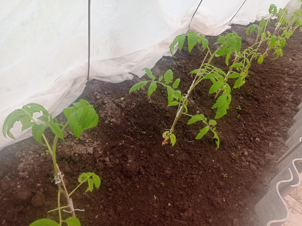 У меня на грядках в теплицах установлены дуги, по ним накинут укрывной материал - это не дает гореть рассаде днем и мерзнуть ночью