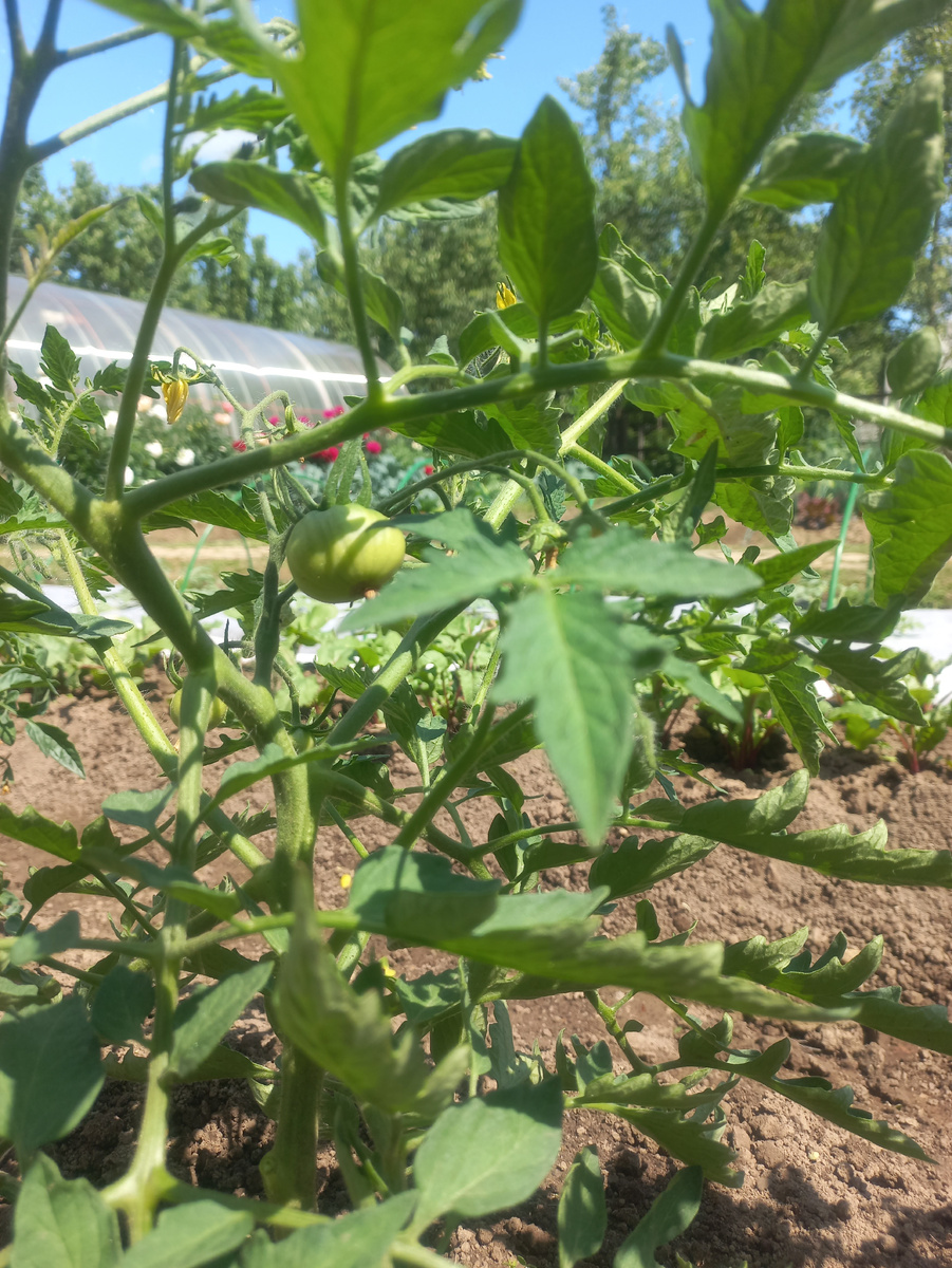 Томат "Розовый тяжеловес"