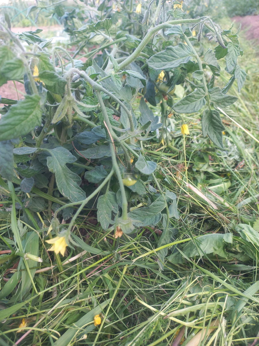 Томат "Монгольский Карлик"