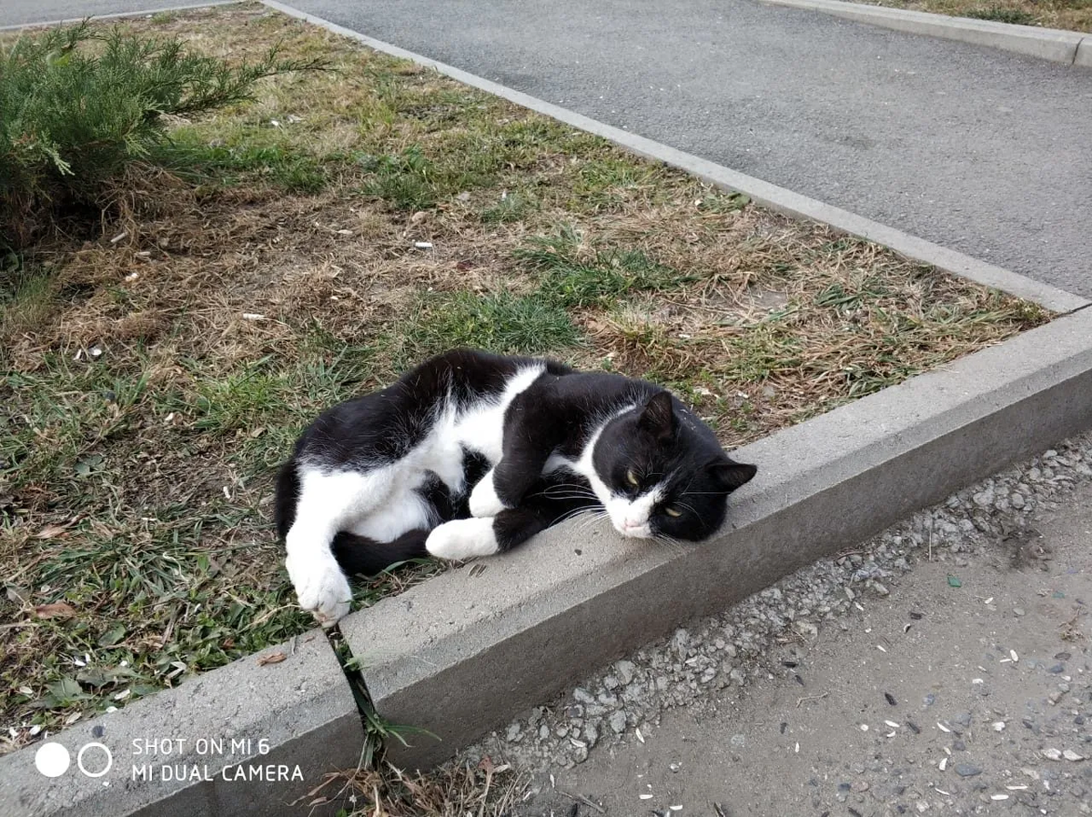 Утомленный суетой. Фото автора.