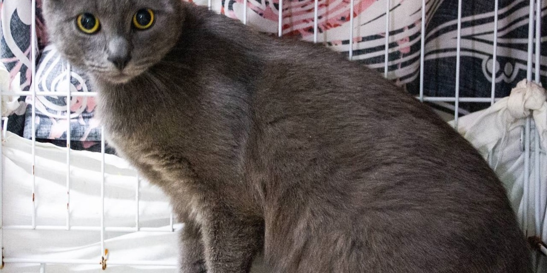 ❗ДОМА❗Очередной пример, как красота не помогает от горя и скитаний. Котик Захар спасён с улицы и мечтает о семье!