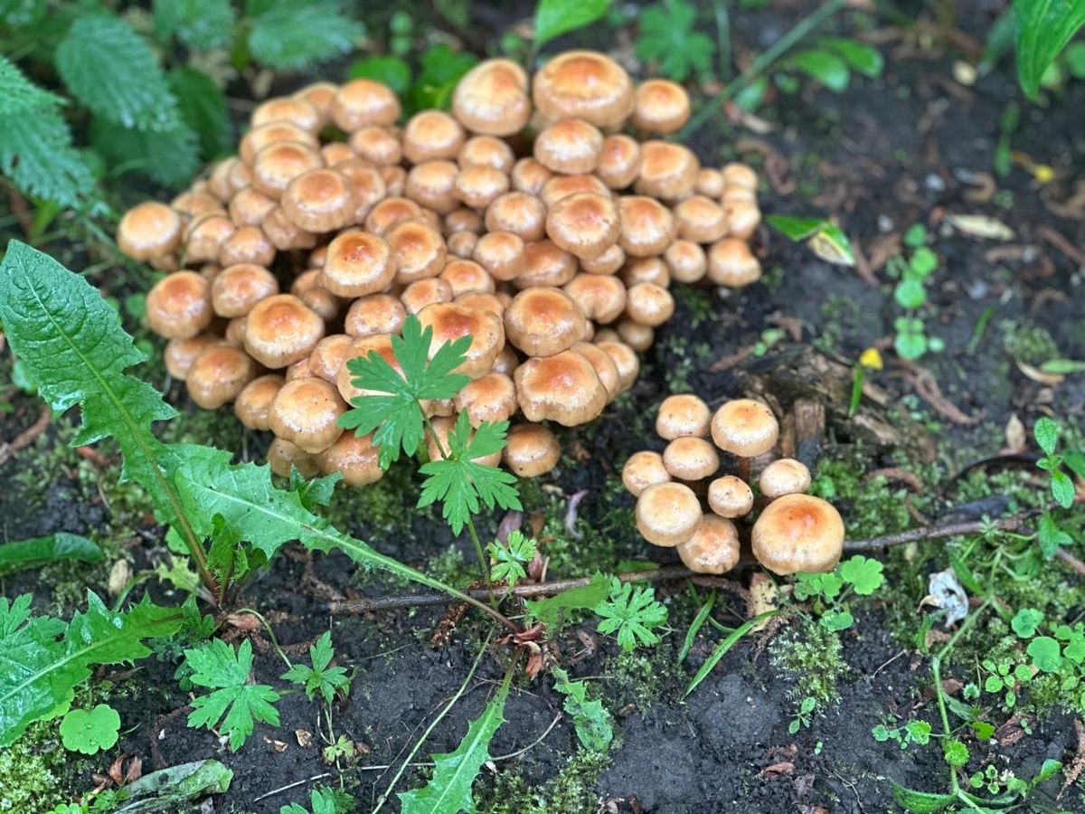 Взошли на даче 