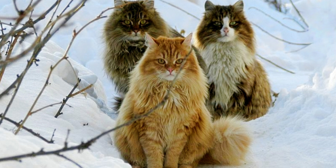 Защитят и вас, и детей. Топ–10 пород кошек, способных встать на вашу защиту