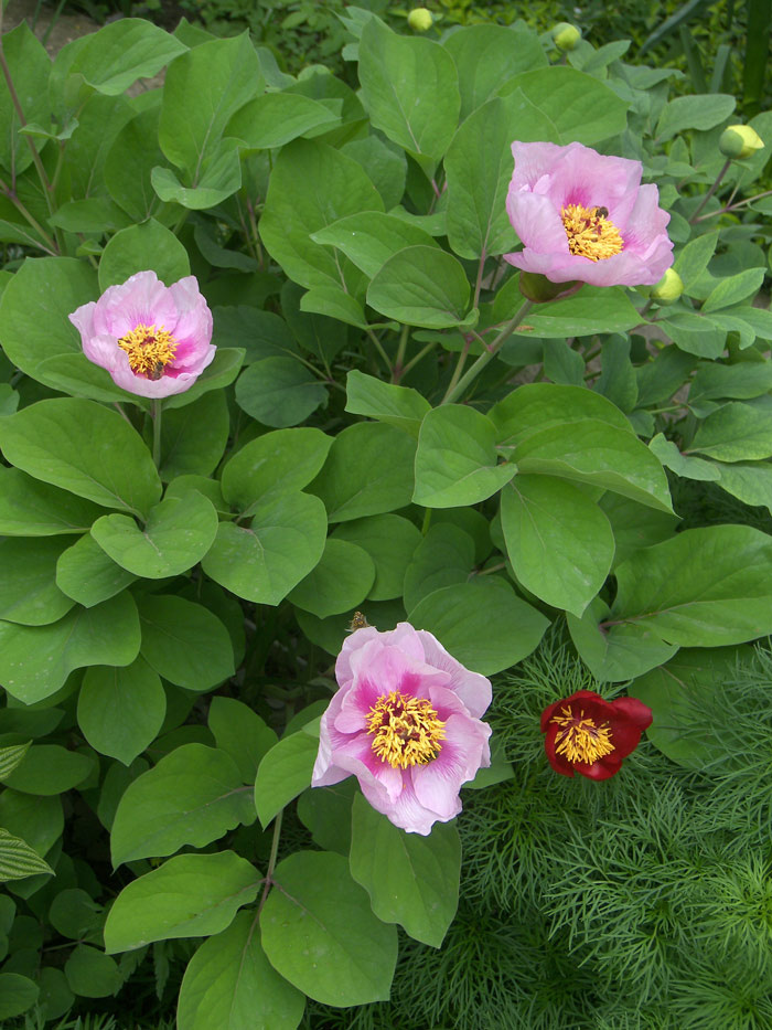 Пион хамелеон (Paeonia chamaeleon Troitzky) созданый мной в классическом варианте соответствующий описанию Н. А, Троицкого.