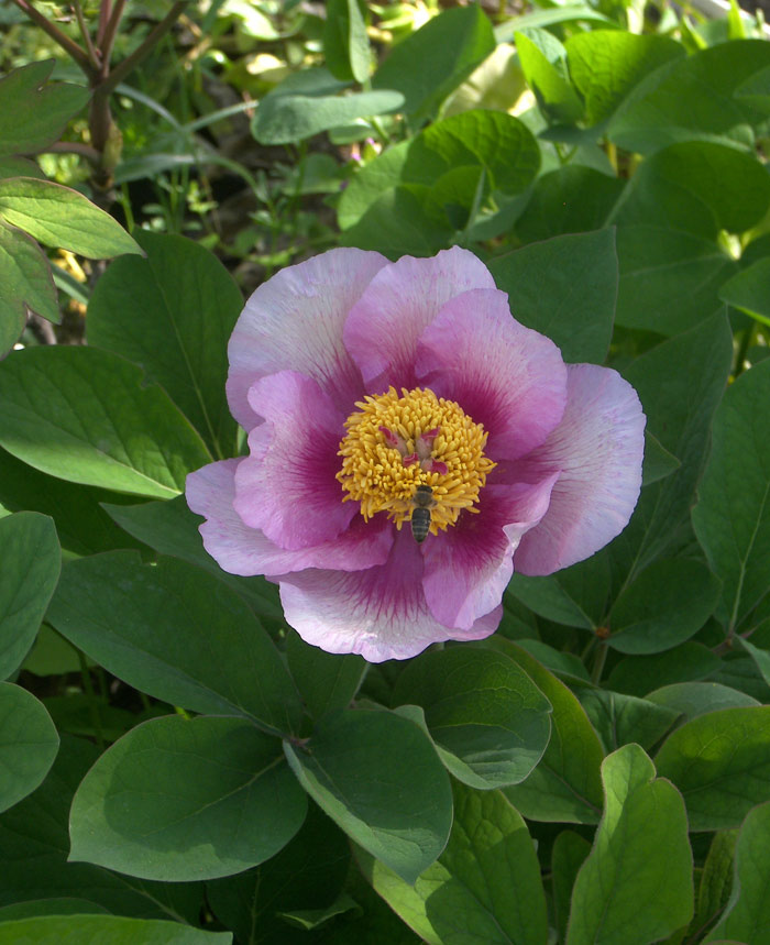 Пион хамелеон (Paeonia chamaeleon Troitzky) созданый мной в классическом варианте соответствующий описанию Н. А, Троицкого.