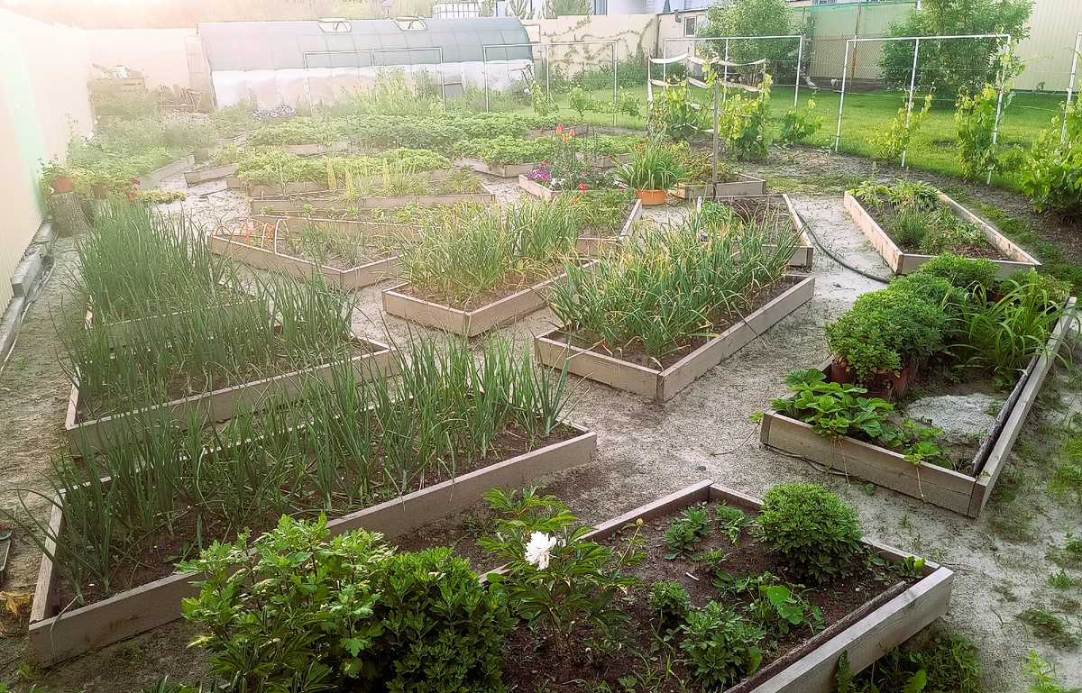 Моё "солнышко"