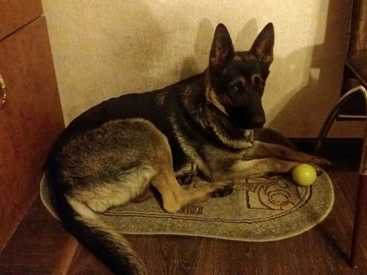 Моя чудесная шерстяная девочка