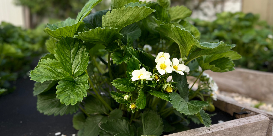 Проверенные годами подкормки для обильного урожая клубники после цветения.