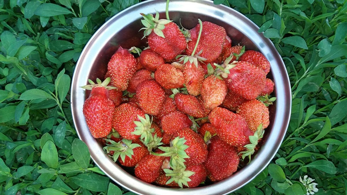 Из личного огорода и архива автора канала