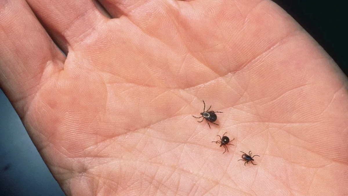 Источник фото: youtube.com