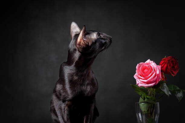 istockphoto
