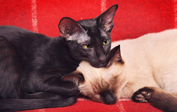 istockphoto