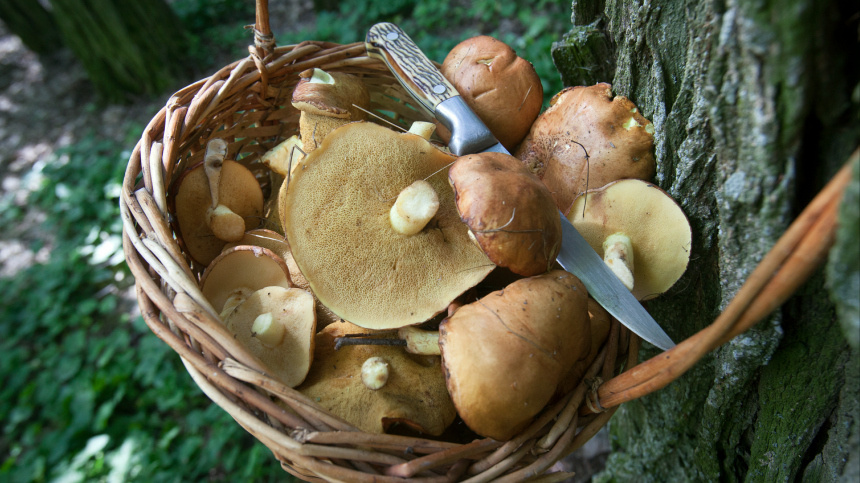    Фото: www.globallookpress.com/Nikolay Gyngazov