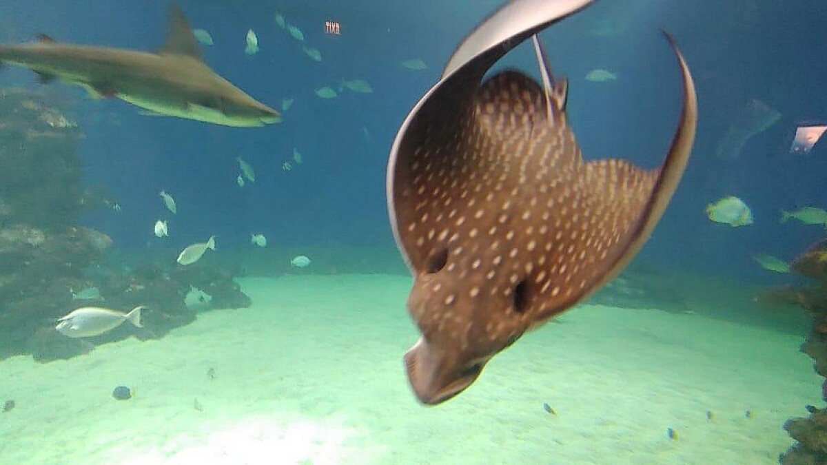    Фото: телеканал «Краснодар»