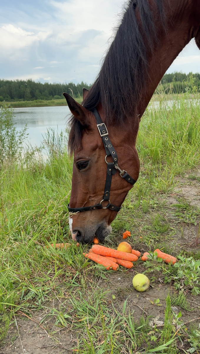 Морковь 🥕 лучше любой корды