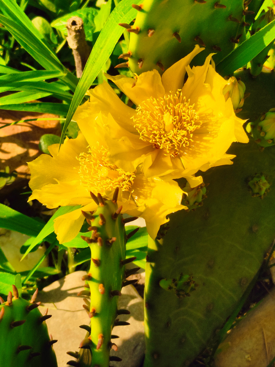 Люблю цветение кактуса 