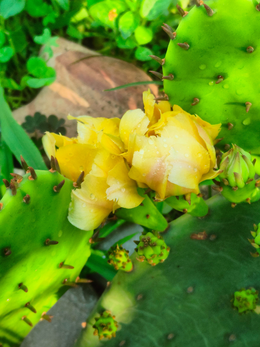 Кактус утром, на ночь цветки он закрывает