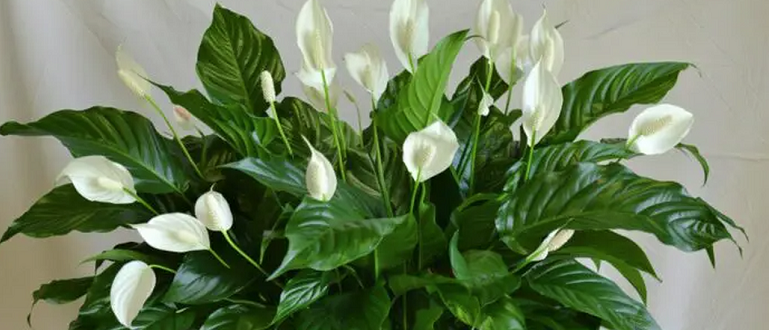 Цветок спатифиллум или "женское счастье": уход в домашних условиях