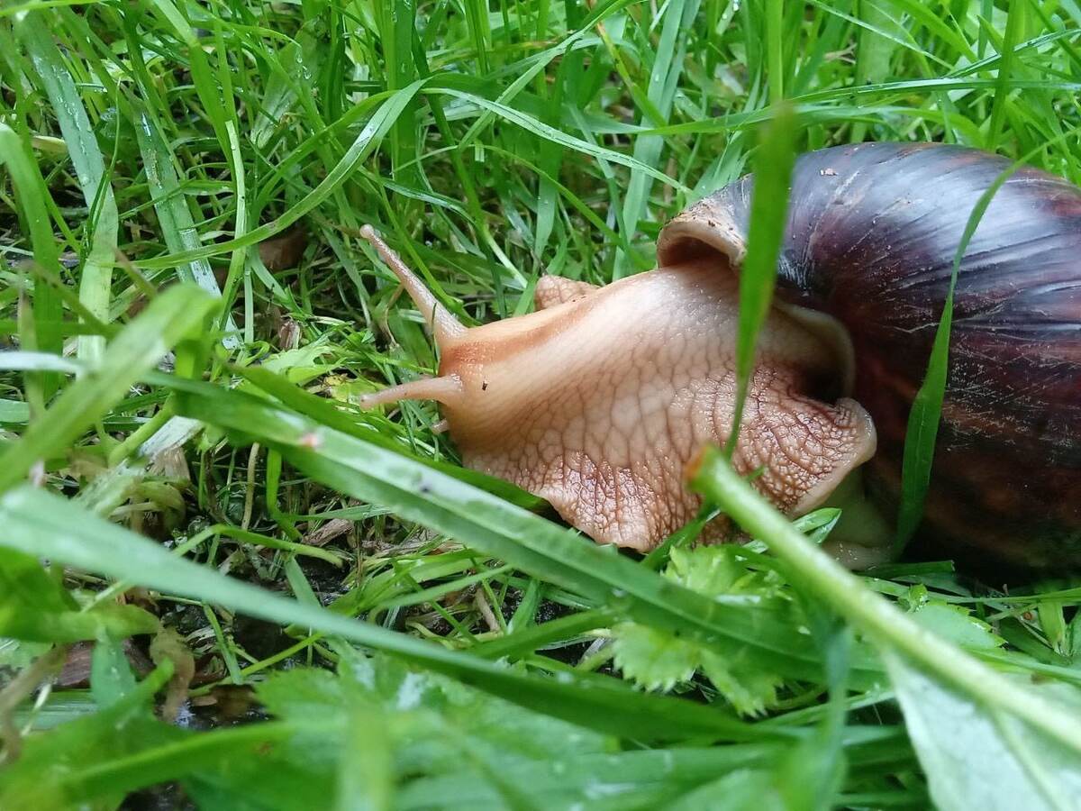 Ахатина Иммакулята. Мое фото.