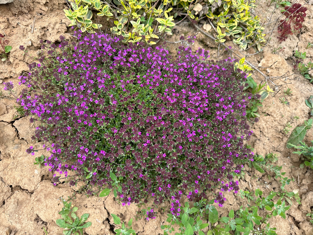 Мой прекрасный чабрец. Пчелы его очень любят.