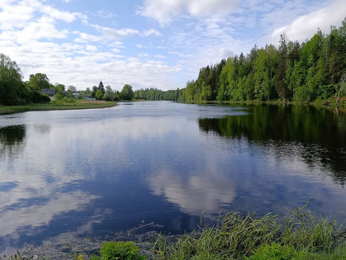 Разлив реки Оредеж перед Рождественским гидроузлом. 