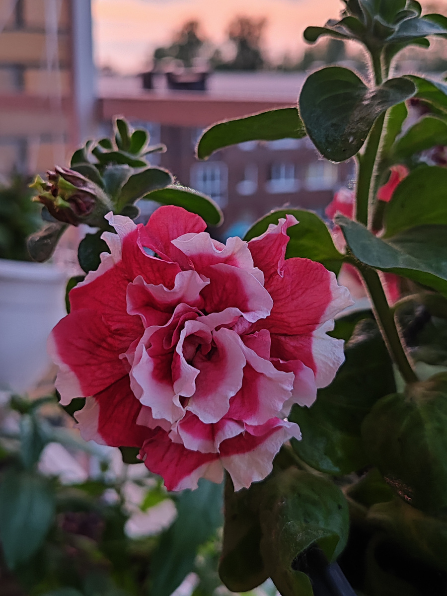 Петуния. Фото автора.