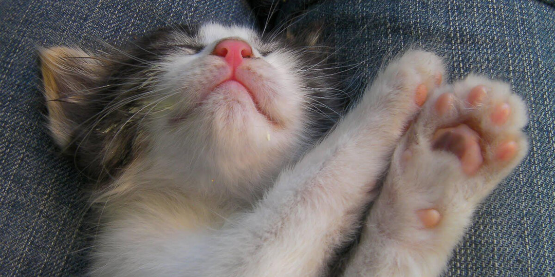 😺«У меня лапки!» Любопытные факты о кошачьих лапках