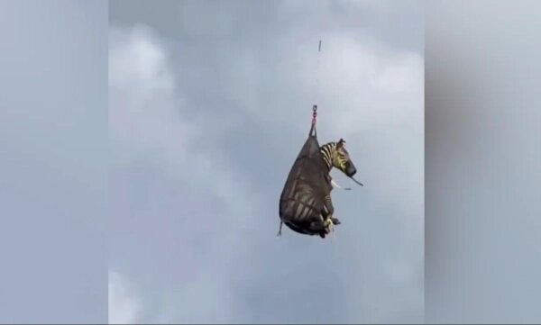 Обложка © Х / Jaxie Pidgeon