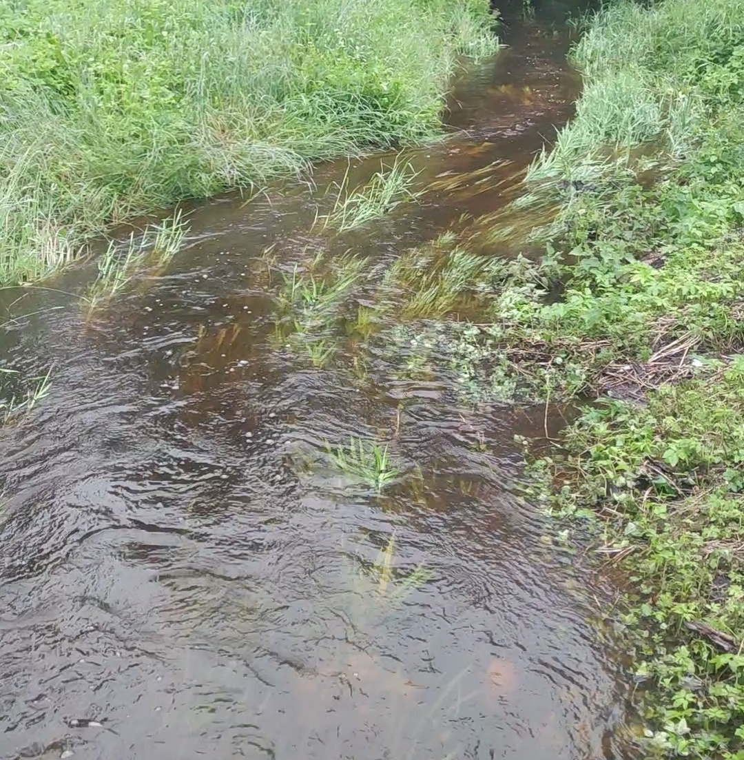 Бывший ручеек, раньше еле ползущий среди травы