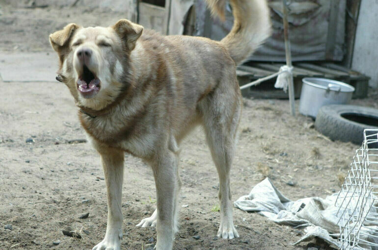   Тимур Ханов/ПГ