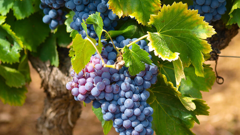 Фото: pxhere.com