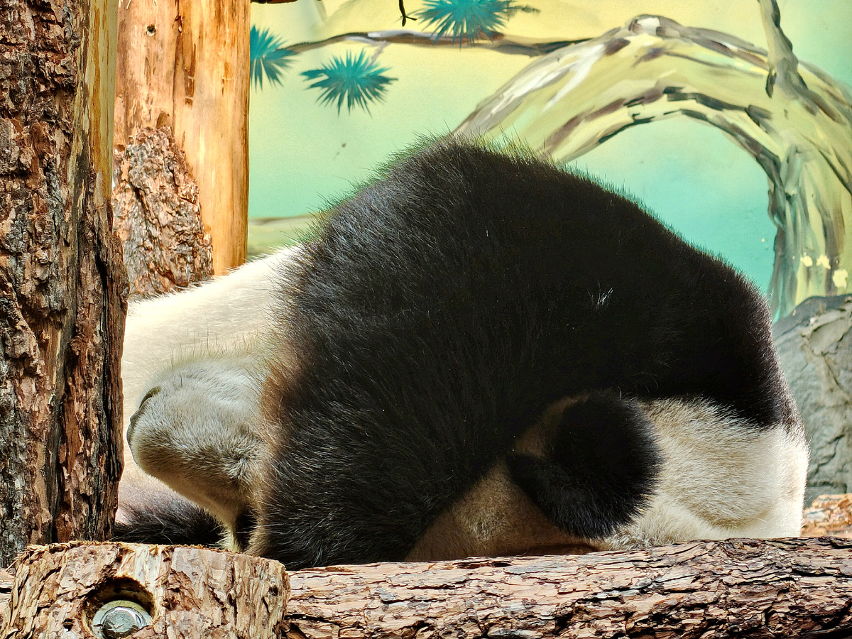 Но сразу вас шокировать не буду, пусть сначала будут милахи на вид, которые даже спят фотогенично))