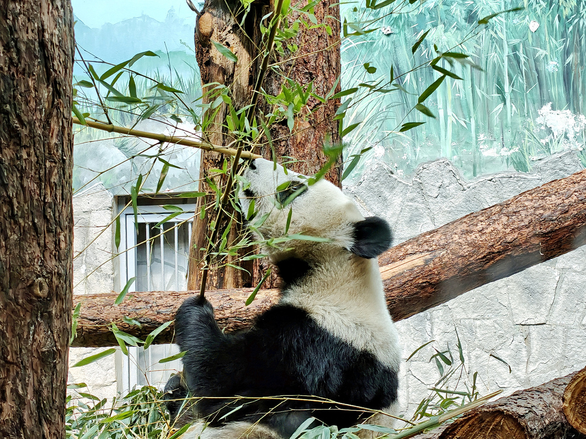 Панды Московского зоопарка