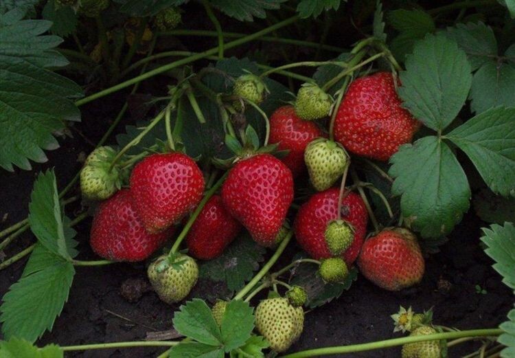 Обычная клубника