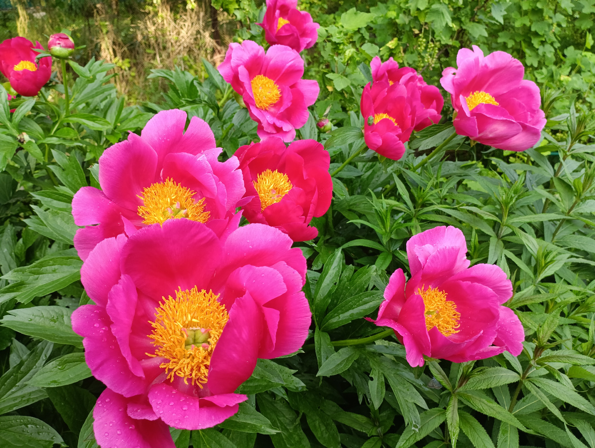 Пион Уайн Эйнджел (Paeonia Wine Angel)