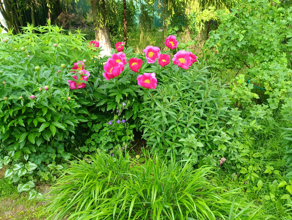 Пион Уайн Эйнджел (Paeonia Wine Angel)