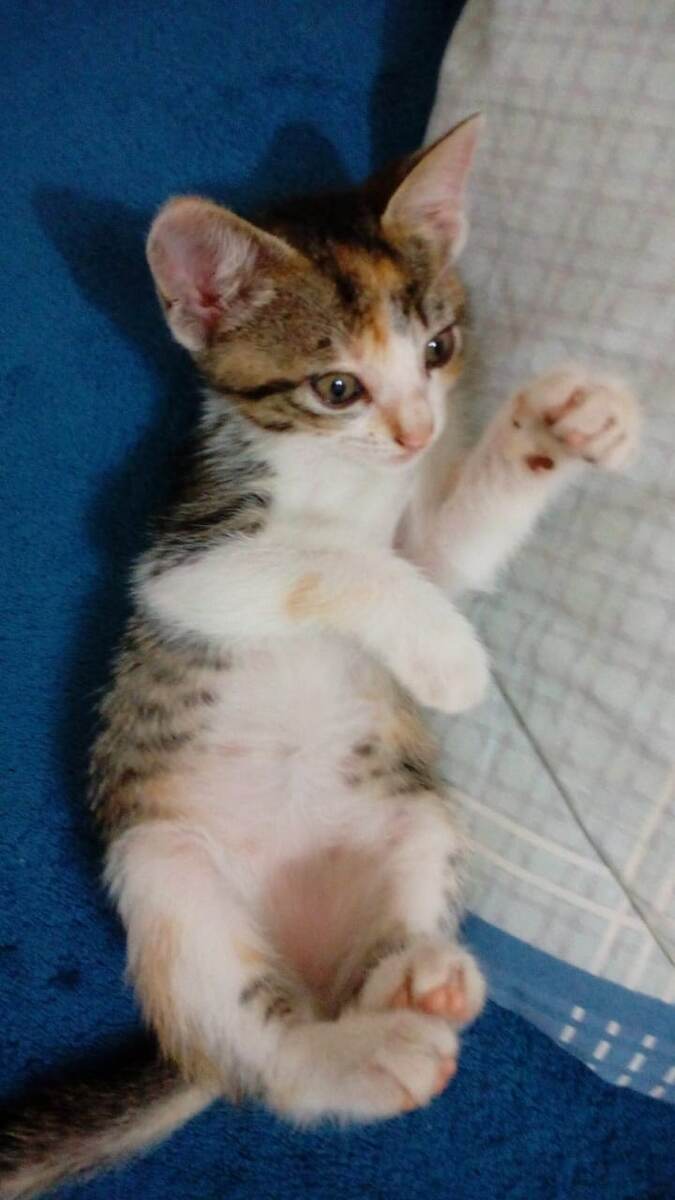 Вот этот микрокомочек)