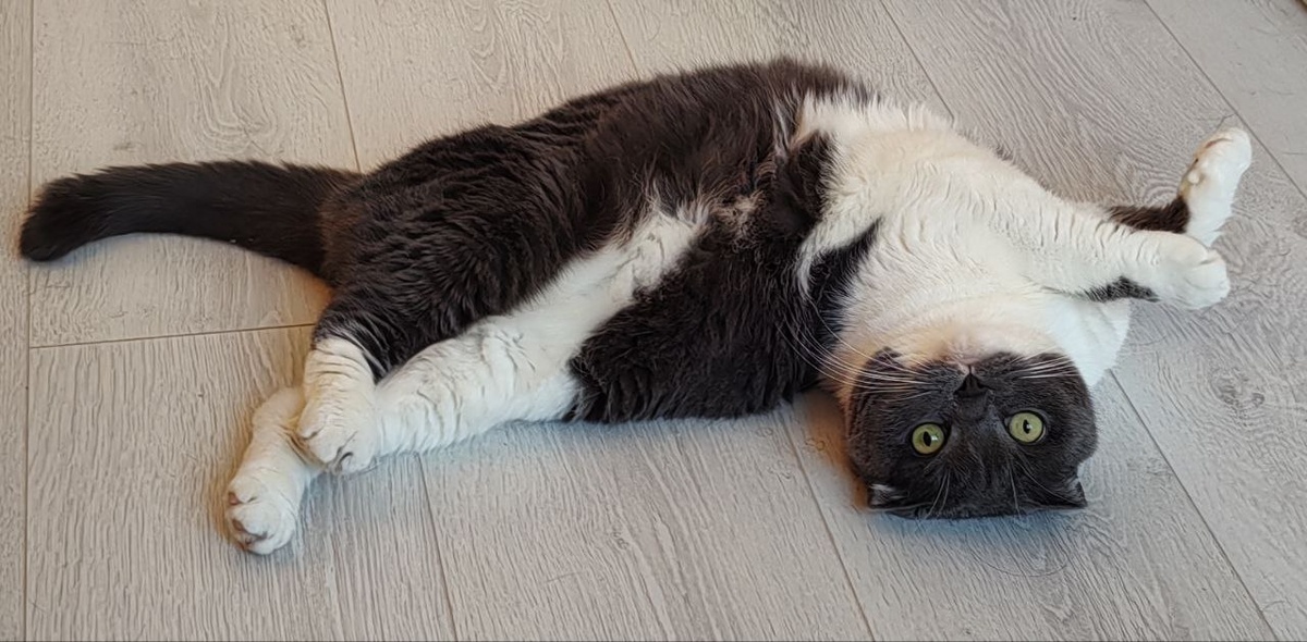 Мой кот Ричард - мы вместе уже больше 10 лет. Одна из тех самых встреч