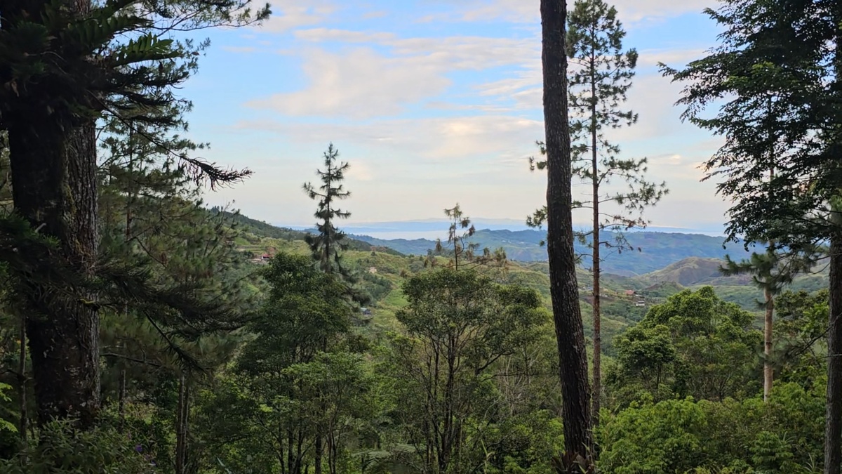 Сосны, совсем как где нибудь в Крыму