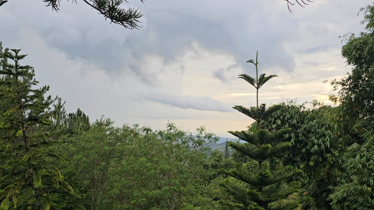 Хвойники и бамбук.