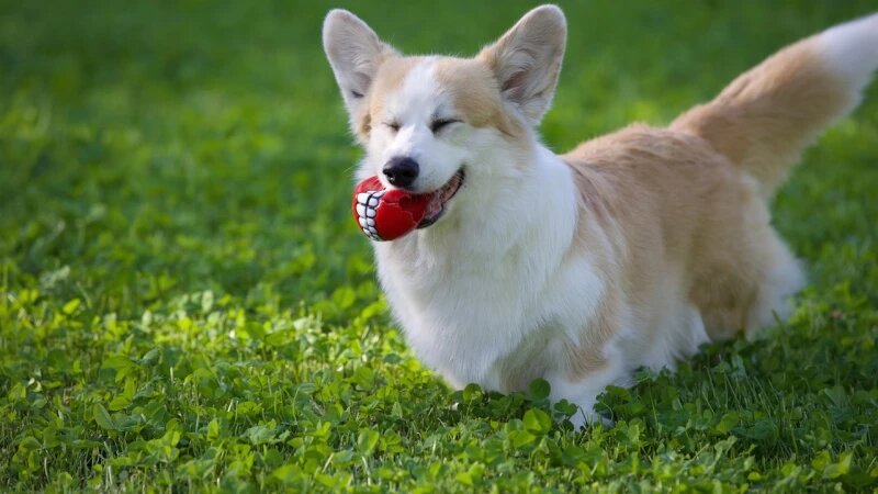     Корги. Собаки. Андрей Кружалин. TimBus