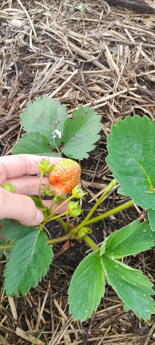 Клубнику посадили весной, начала спеть