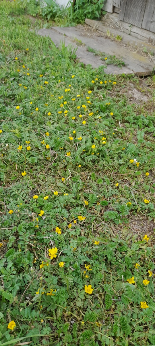 Тропинка к уличному клозету зацвела